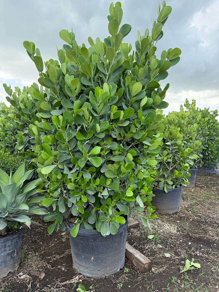 clusia-guttifera-small-leaf-clusia