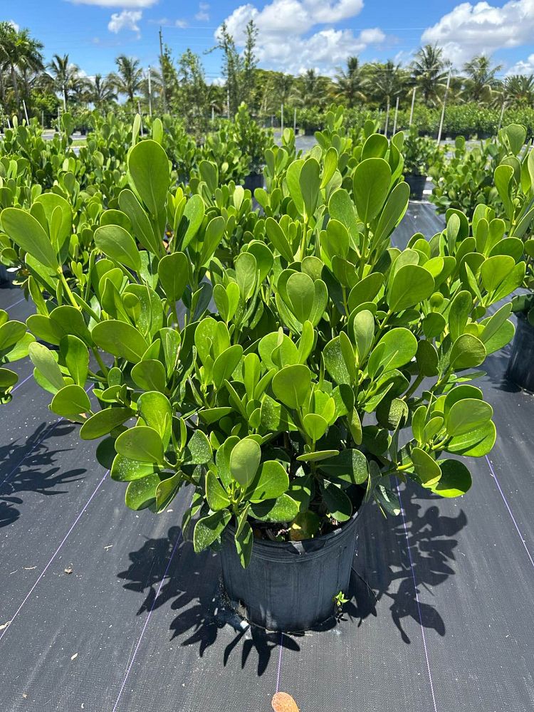 clusia-guttifera-small-leaf-clusia