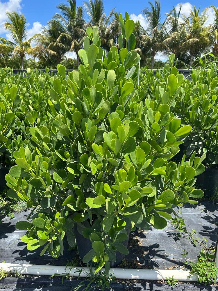 clusia-guttifera-small-leaf-clusia