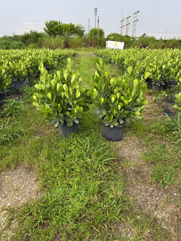 clusia-guttifera-small-leaf-clusia