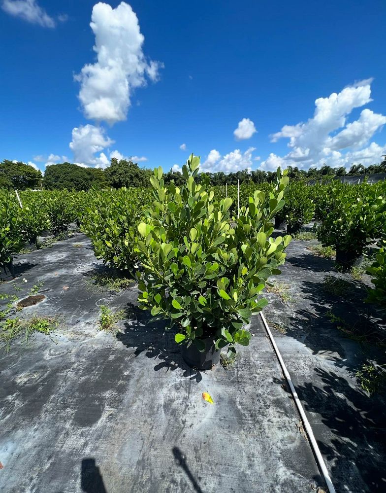 clusia-guttifera-small-leaf-clusia