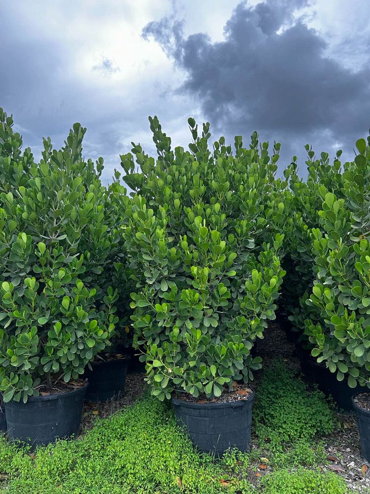 clusia-guttifera-small-leaf-clusia