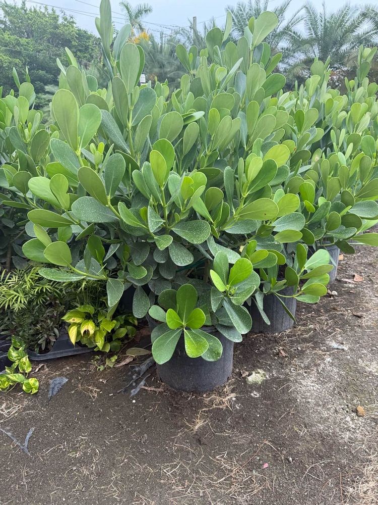 clusia-guttifera-small-leaf-clusia