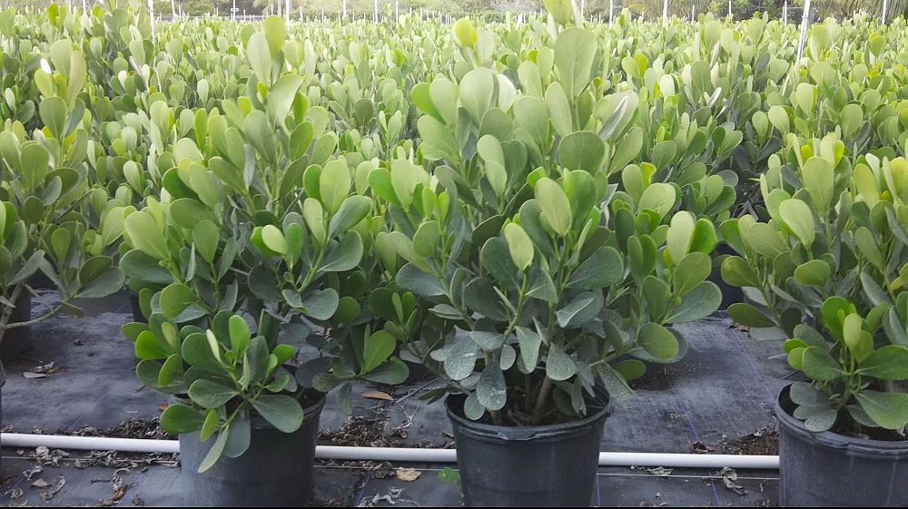 clusia-guttifera-small-leaf-clusia