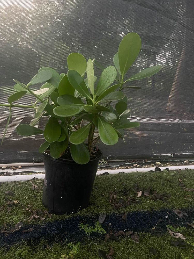 clusia-guttifera-small-leaf-clusia