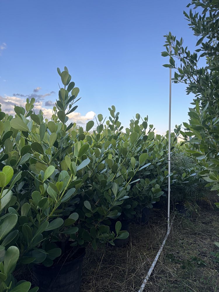 clusia-guttifera-small-leaf-clusia