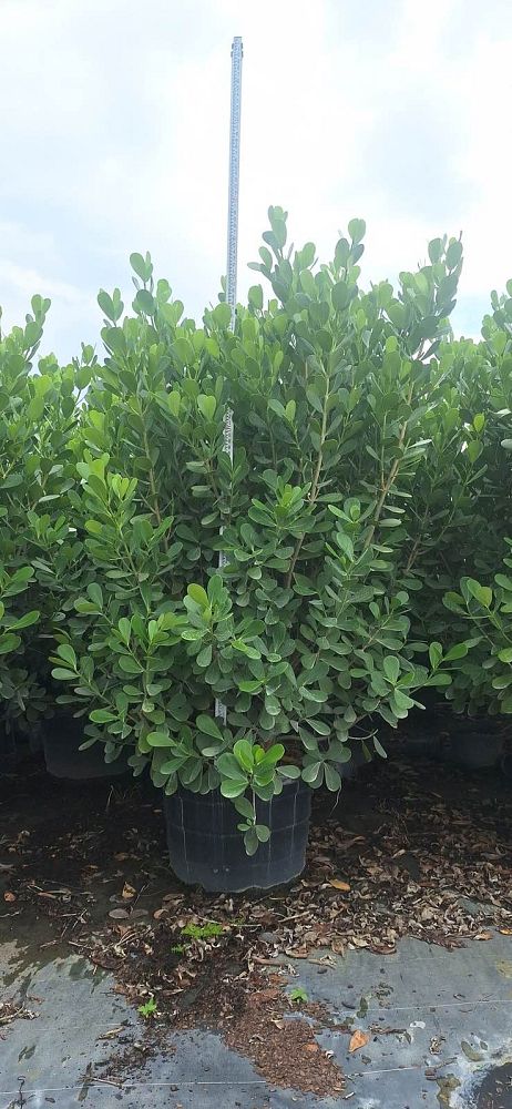 clusia-guttifera-small-leaf-clusia