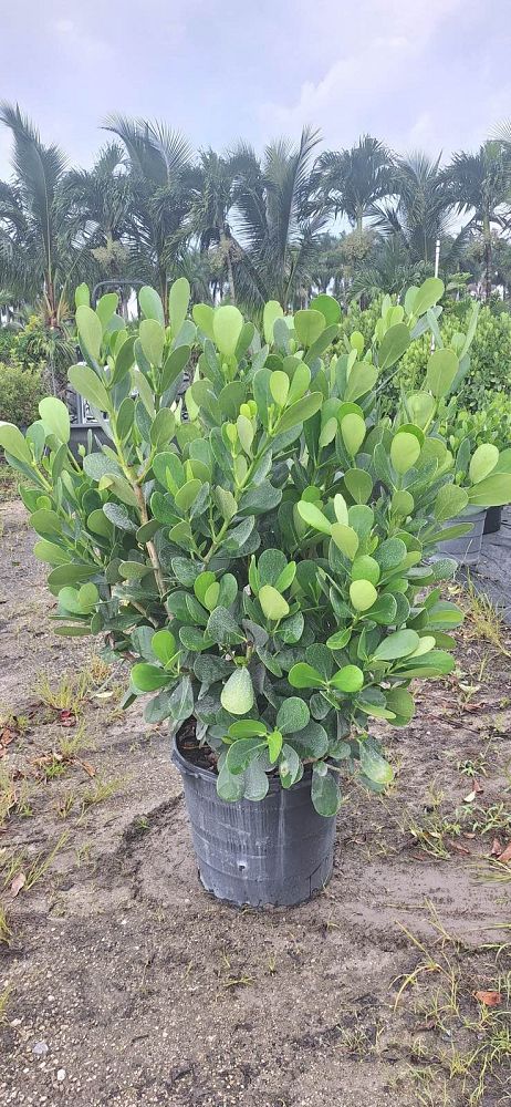 clusia-guttifera-small-leaf-clusia