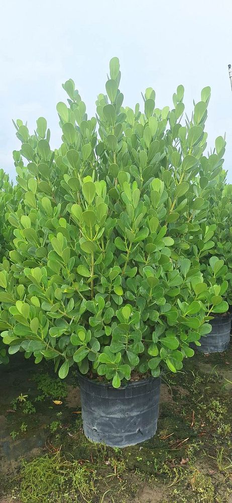 clusia-guttifera-small-leaf-clusia
