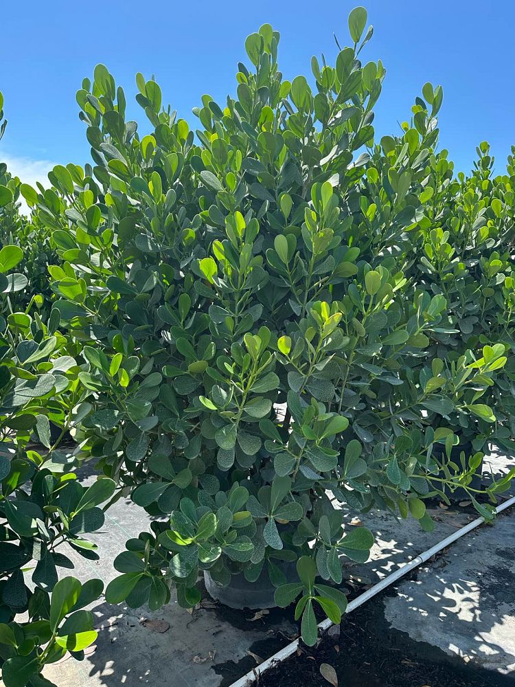 clusia-guttifera-small-leaf-clusia