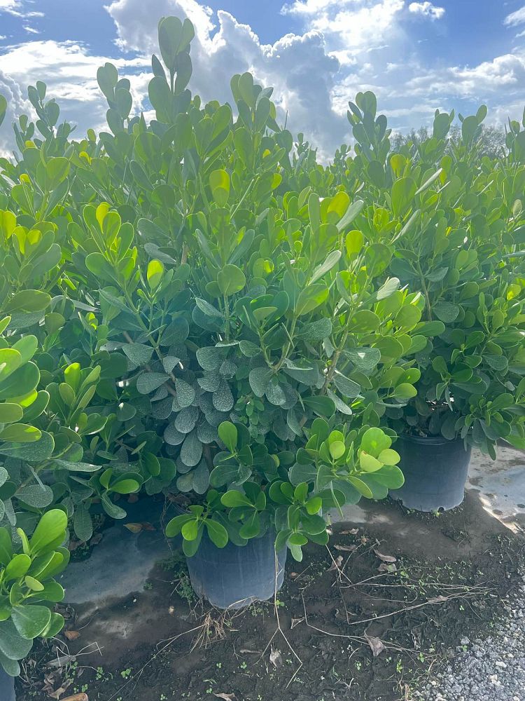 clusia-guttifera-small-leaf-clusia