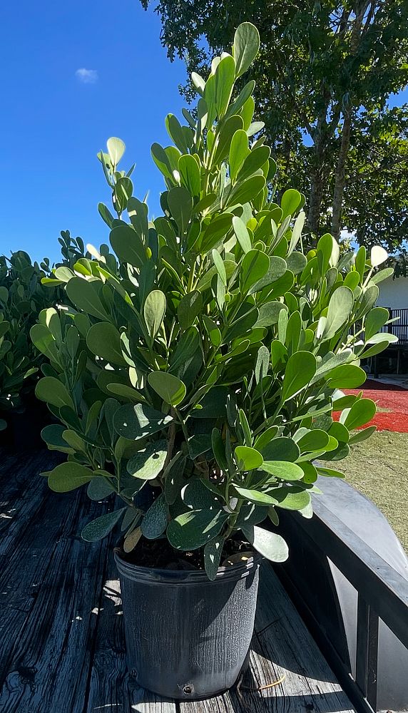 clusia-guttifera-small-leaf-clusia