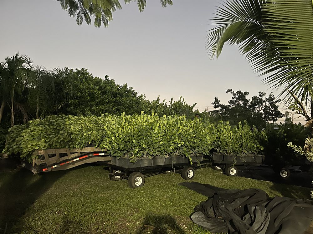 clusia-guttifera-small-leaf-clusia