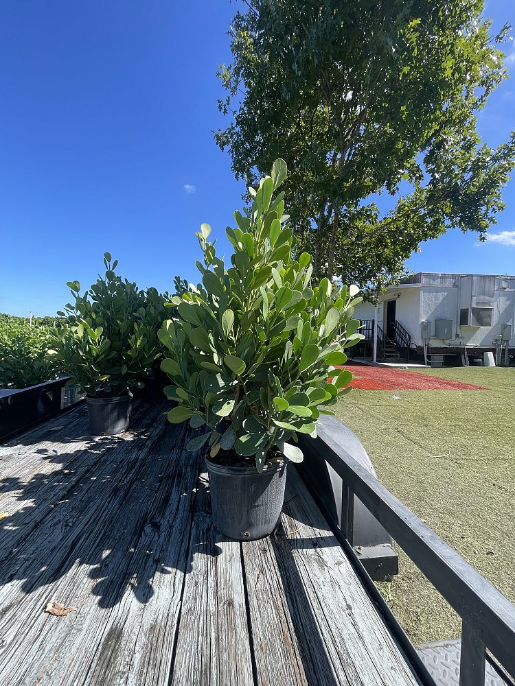 clusia-guttifera-small-leaf-clusia