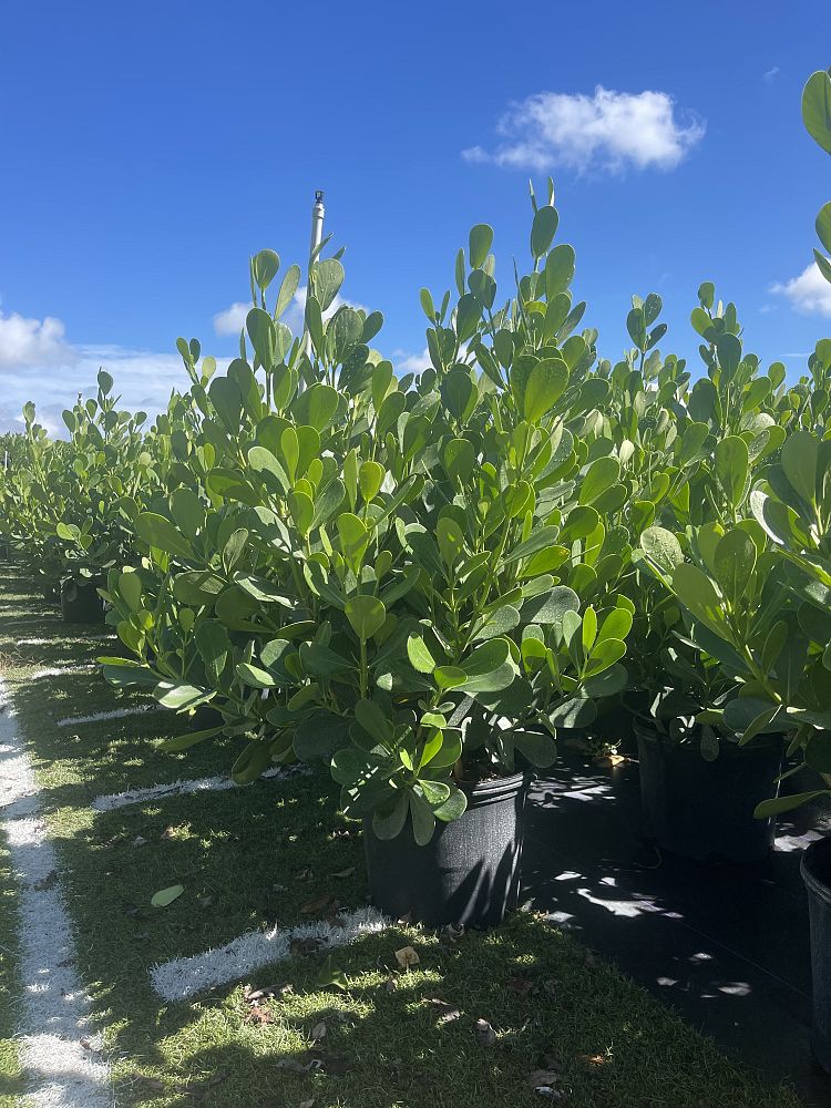 clusia-guttifera-small-leaf-clusia