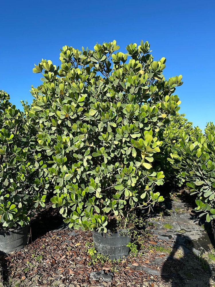 clusia-guttifera-small-leaf-clusia