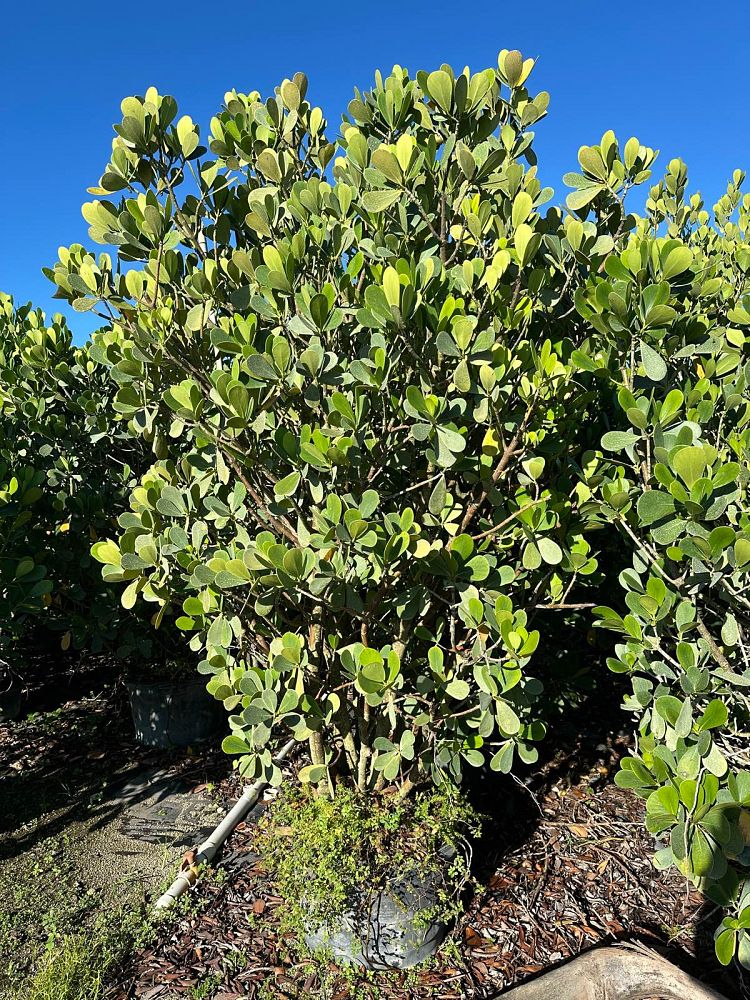 clusia-guttifera-small-leaf-clusia