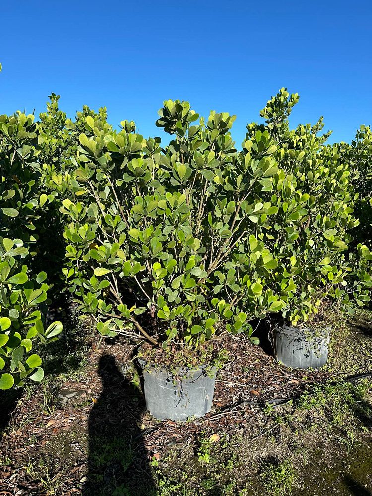 clusia-guttifera-small-leaf-clusia