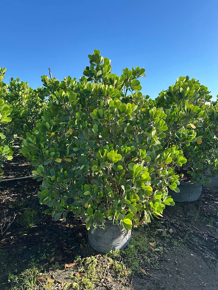 clusia-guttifera-small-leaf-clusia