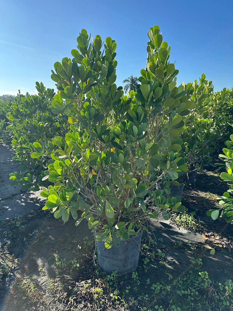 clusia-guttifera-small-leaf-clusia