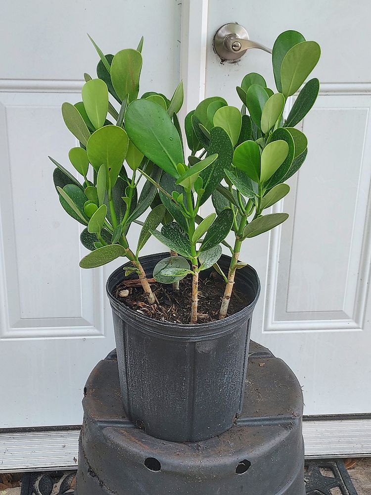 clusia-guttifera-small-leaf-clusia