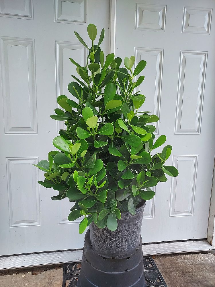 clusia-guttifera-small-leaf-clusia