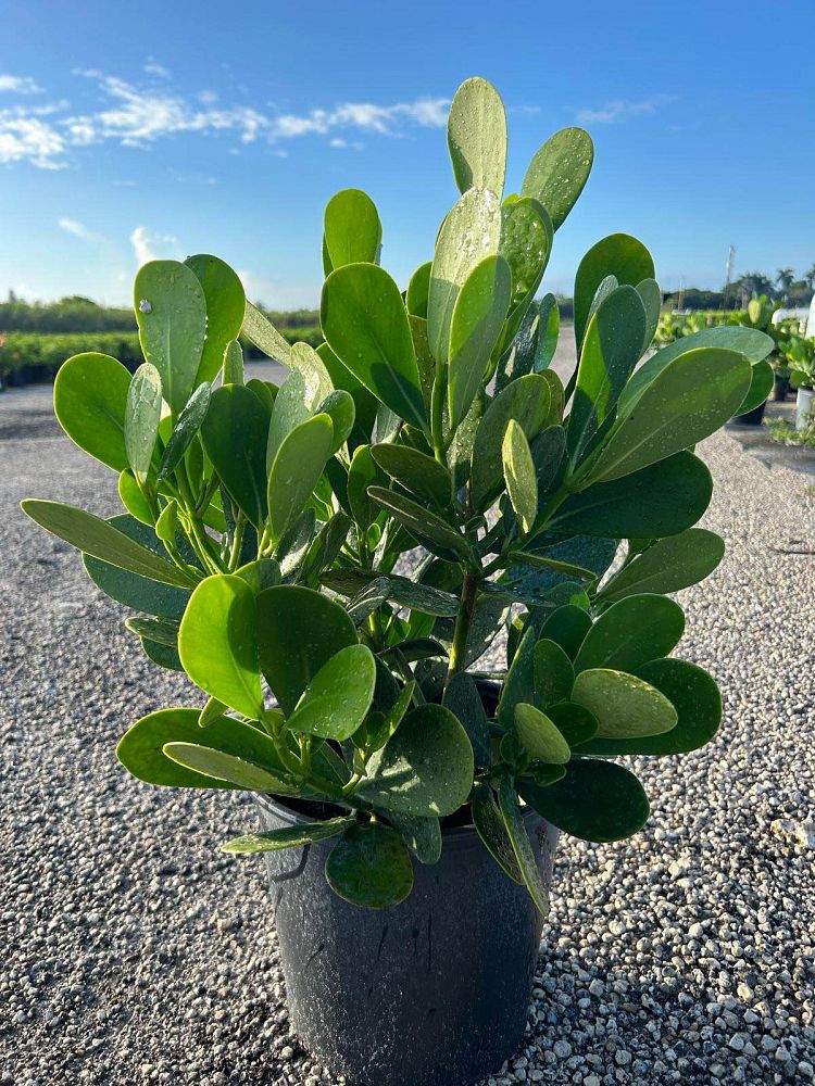 clusia-guttifera-small-leaf-clusia