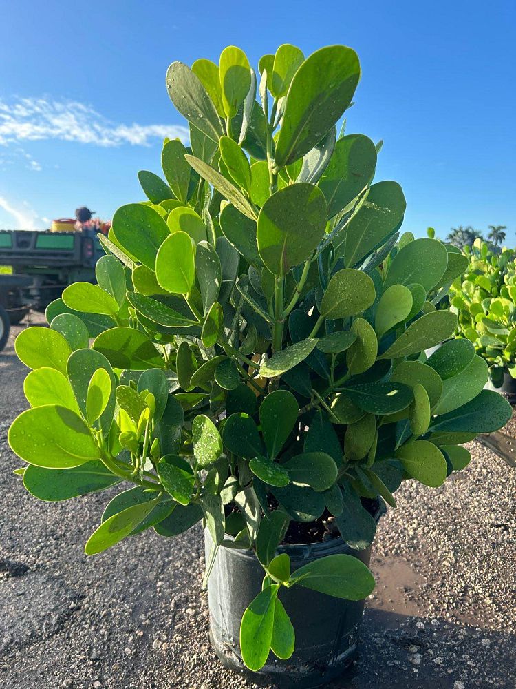 clusia-guttifera-small-leaf-clusia