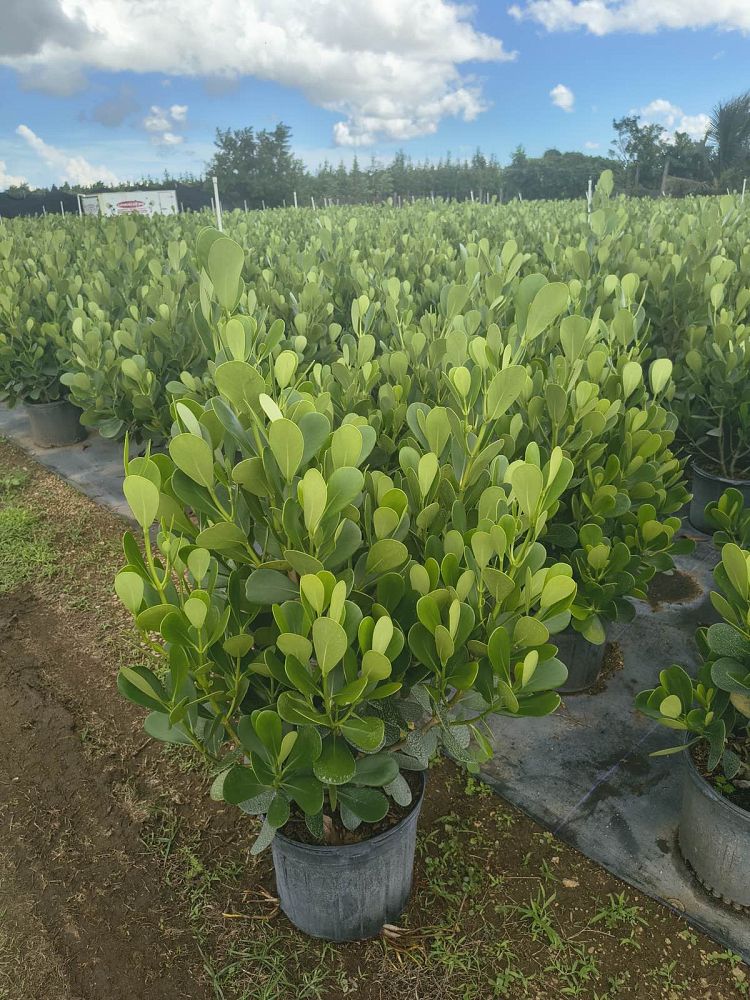clusia-guttifera-small-leaf-clusia