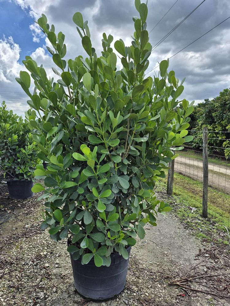 clusia-guttifera-small-leaf-clusia