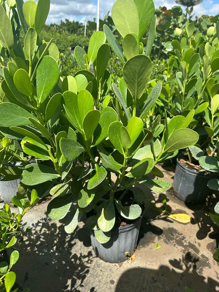 clusia-guttifera-small-leaf-clusia