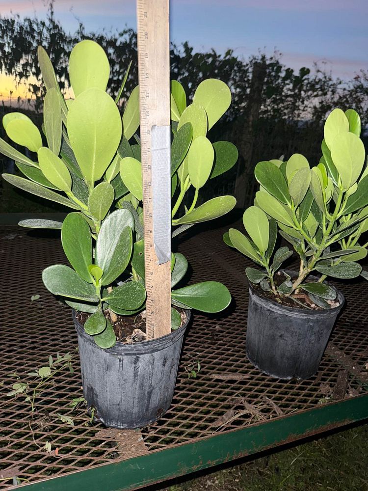 clusia-guttifera-small-leaf-clusia