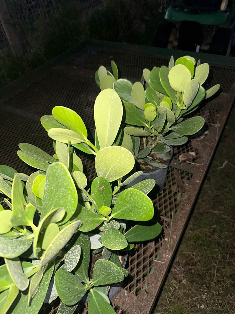 clusia-guttifera-small-leaf-clusia