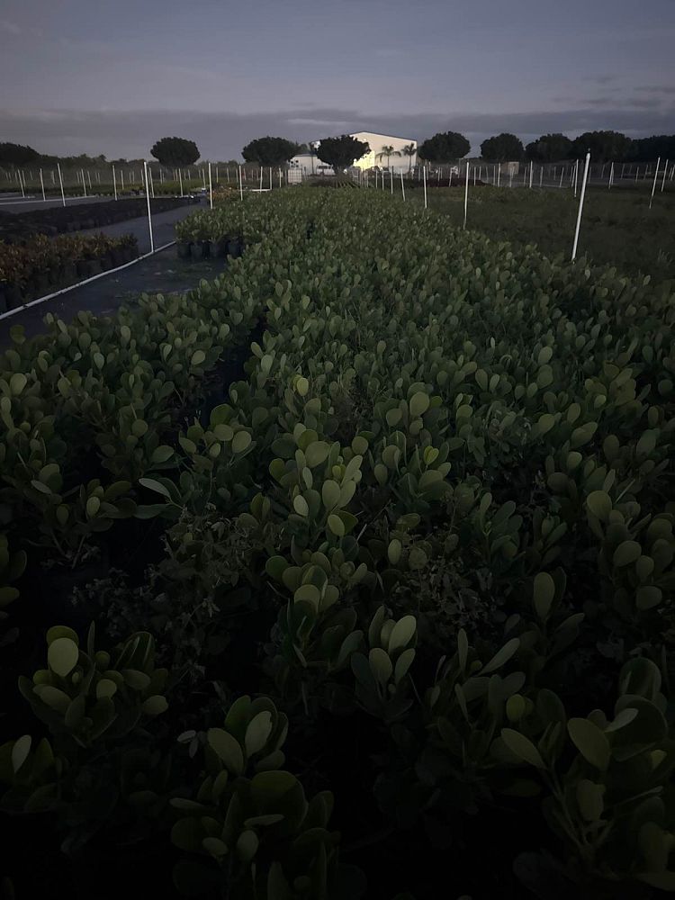 clusia-guttifera-small-leaf-clusia