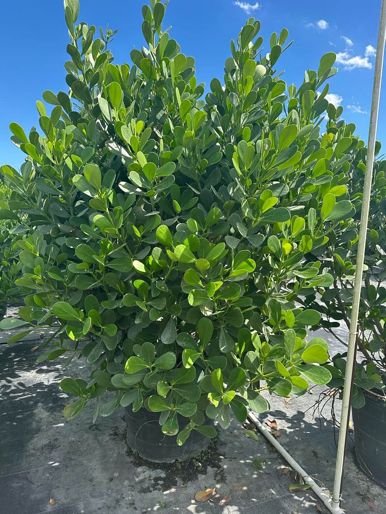 clusia-guttifera-small-leaf-clusia