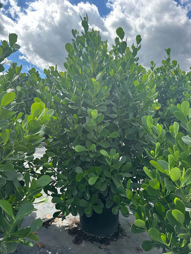clusia-guttifera-small-leaf-clusia
