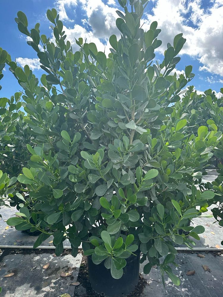 clusia-guttifera-small-leaf-clusia
