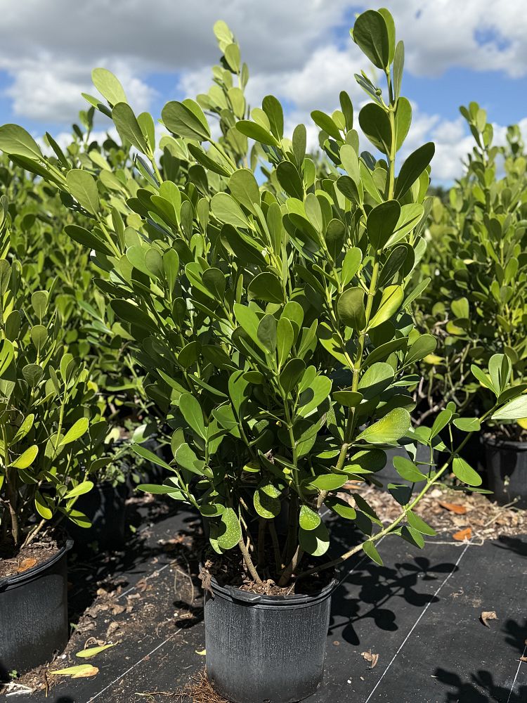 clusia-guttifera-small-leaf-clusia