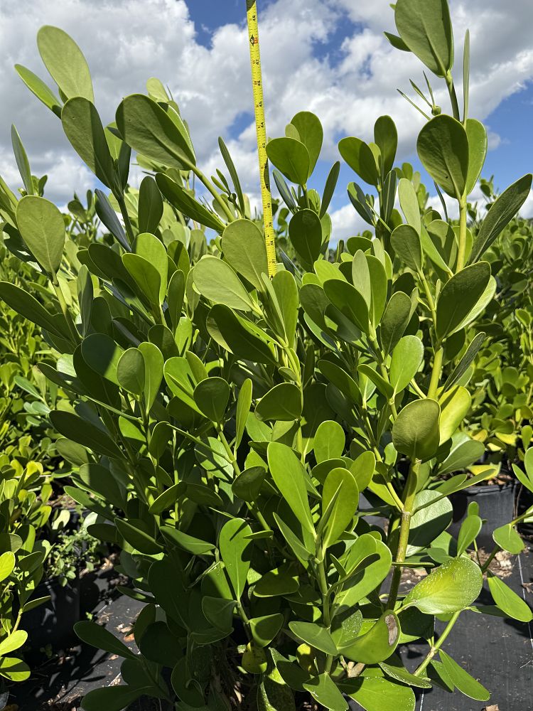 clusia-guttifera-small-leaf-clusia