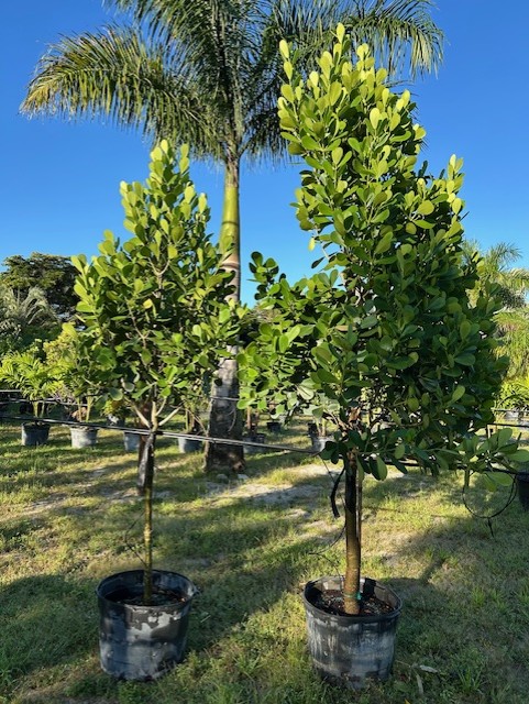 clusia-guttifera-small-leaf-clusia