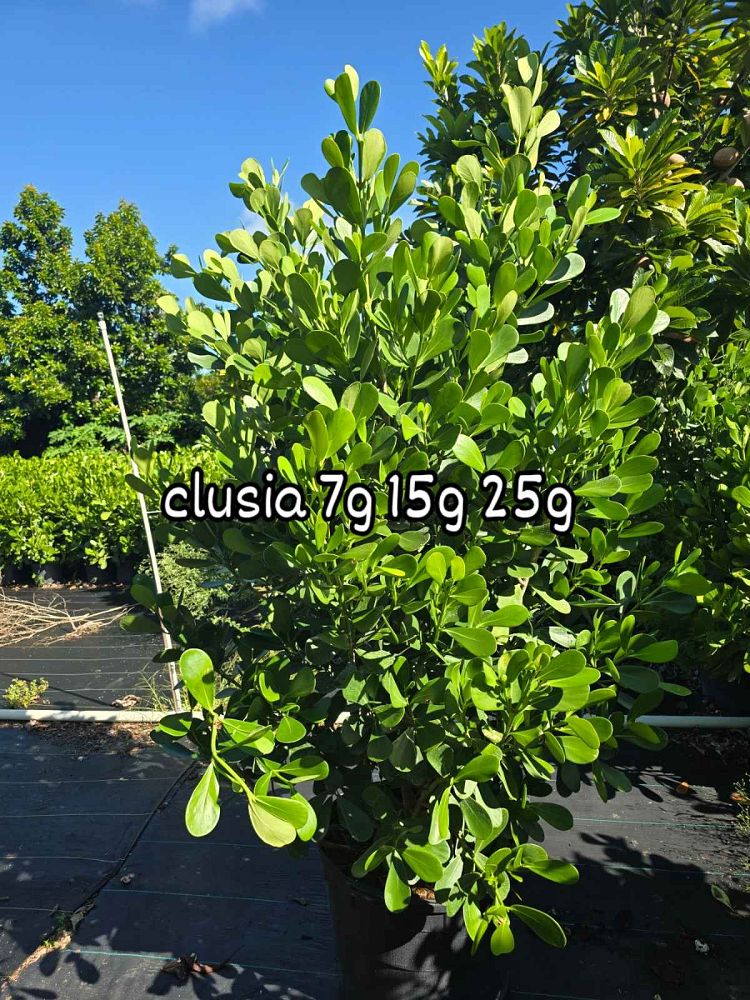 clusia-guttifera-small-leaf-clusia