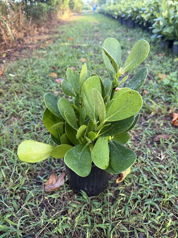 clusia-guttifera-small-leaf-clusia