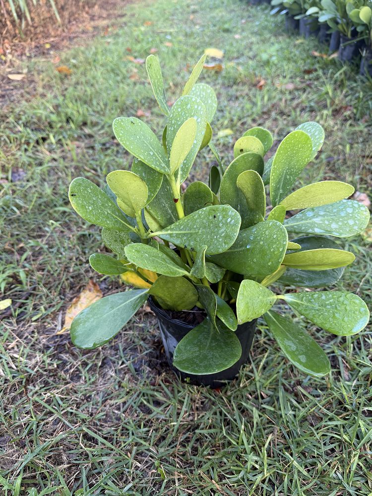 clusia-guttifera-small-leaf-clusia