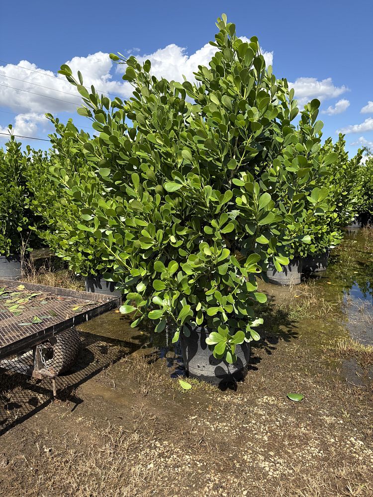 clusia-guttifera-small-leaf-clusia