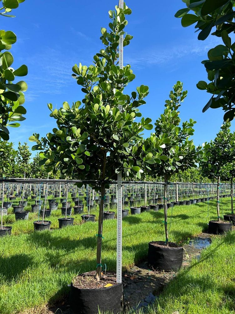 clusia-guttifera-small-leaf-clusia