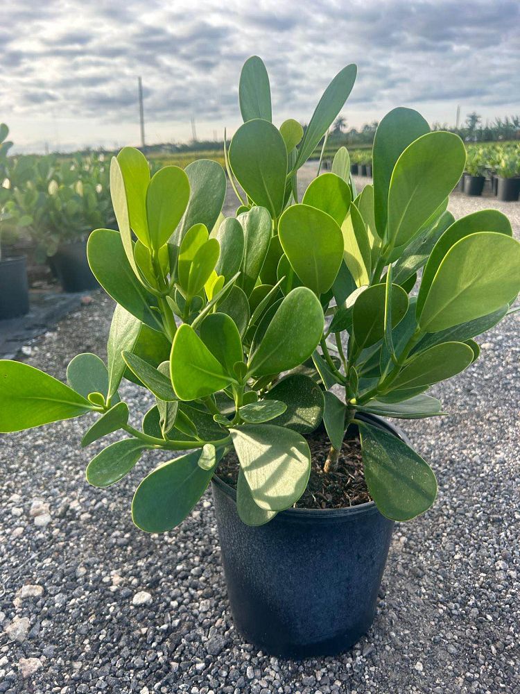 clusia-guttifera-small-leaf-clusia