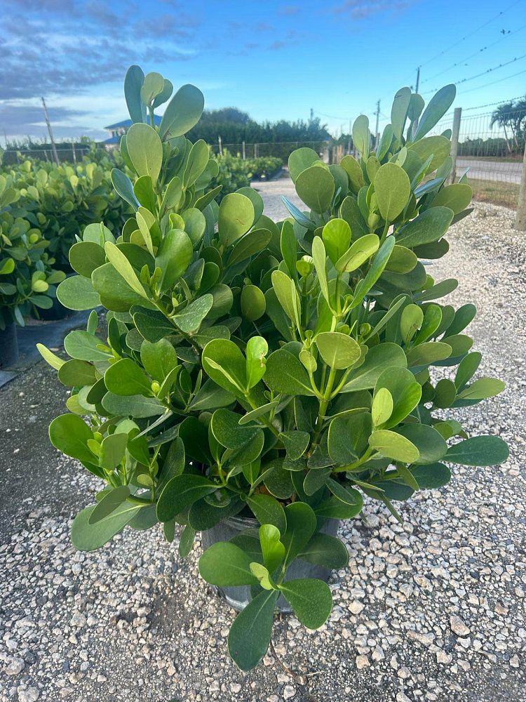 clusia-guttifera-small-leaf-clusia