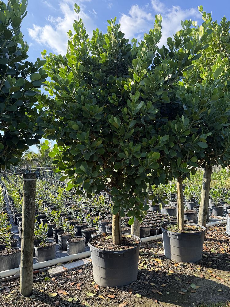 clusia-guttifera-small-leaf-clusia