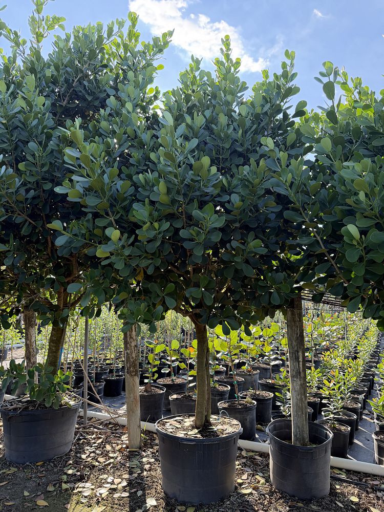 clusia-guttifera-small-leaf-clusia