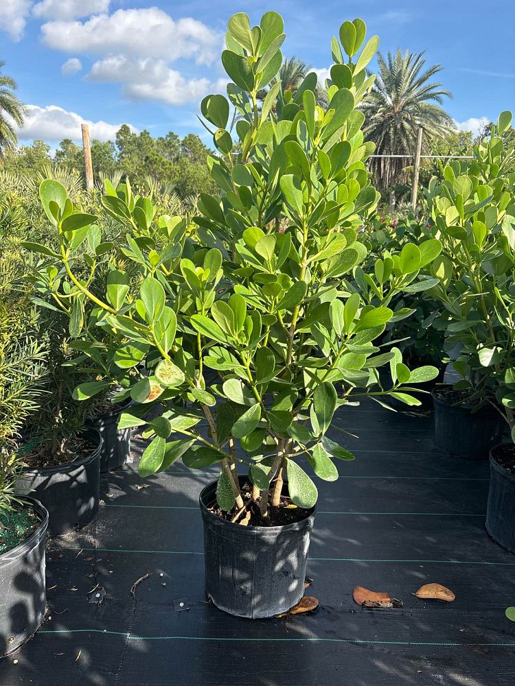 clusia-guttifera-small-leaf-clusia